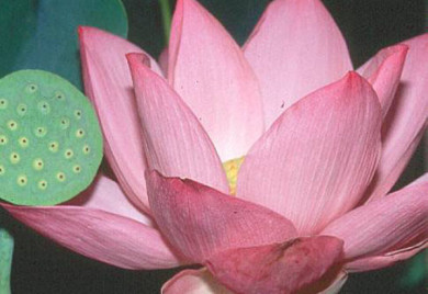 closeup shot of Pink Angel lotus