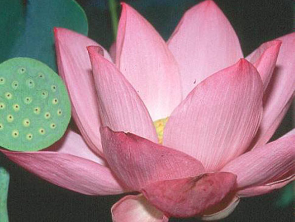 Pink Angel lotus, Pink lotus, lotus