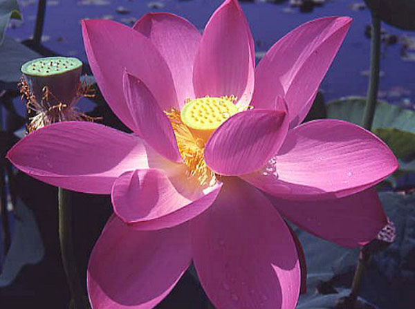 The president Lotus, pond lotus, lotus plant, red lotus