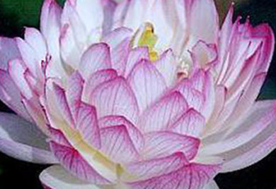 closeup shot of Yulou Renzui Lotus