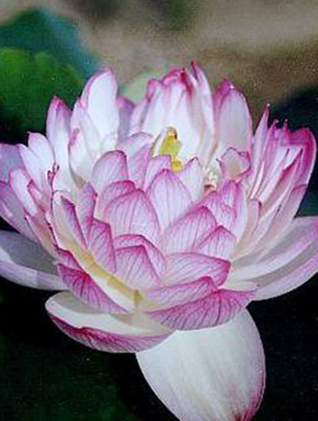 Yulou Renzui Lotus, Lotus plant, Pond lotus