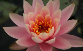 Aquatic plants: Orange Hardy Water lilies: Colorado
