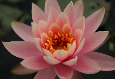 closeup shot of Colorado Hardy waterlily