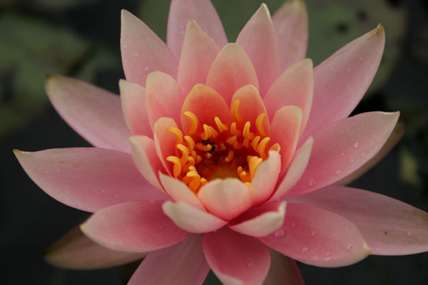 Colorado waterlily, Hardy waterlilies for ponds, Aquatic plants