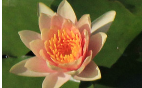 Aquatic plants: Orange Hardy water lilies: Comanche