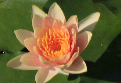 closeup shot of Comanche Hardy water lily