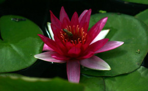 Aquatic plants: Hardy Water lilies: Escarboucle