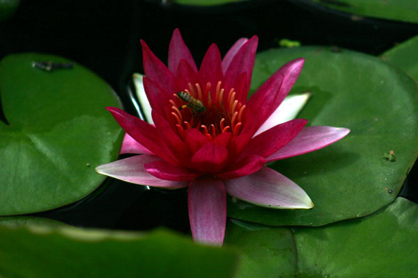 Escarboucle waterlily, Red hardy water lilies, Water lilies for
