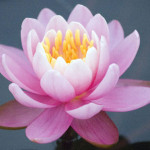 Pink Hardy Water Lilies