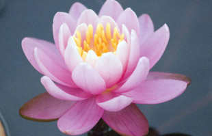 Aquatic plants: Hardy Water Lilies: Firecrest