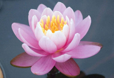 Firecrest Hardy Pink Water Lily