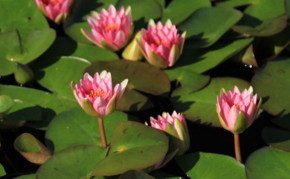 Aquatic plants: Hardy Water Lilies: Gloriosa