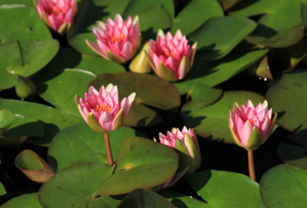 Gloriosa waterlily, Red Hardy water lilies, Water lilies for sal