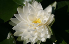 Aquatic plants: White Hardy Water lilies: Gonnere