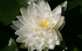 Aquatic plants: White Hardy Water lilies: Gonnere