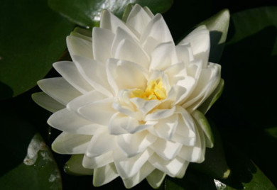 closeup shot of White Hardy Gonnere water lily