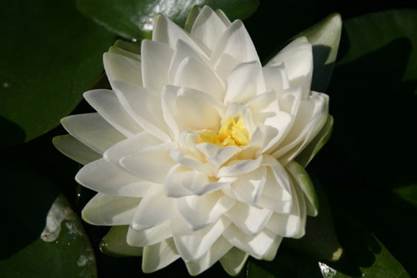 Gonnere water lily, White water lily, White Hardy water lilies
