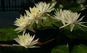 Pond plants: Hardy Water Lilies: Virginia