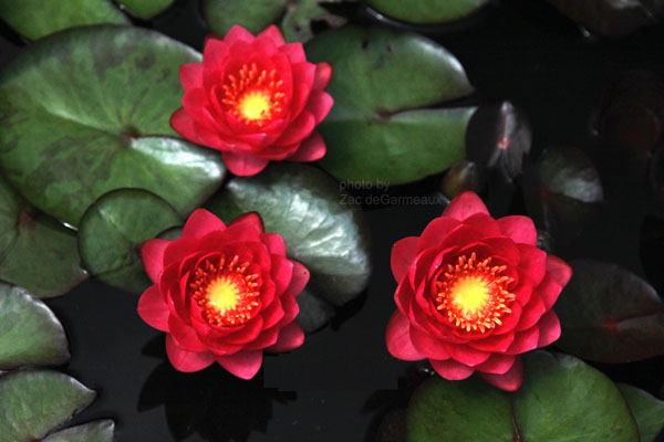 James Brydon Red Water Lily Hardy Water Lilies For Sale   James BrydonRed Water LilyHardy Water Lilies For Sale 