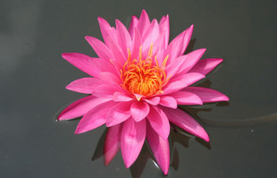 Pink Hardy Water Lily – Mayla