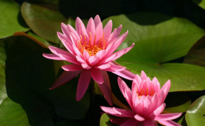 Pond Plants: Hardy Water Lily: Perry's Rich Rose