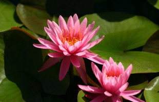 Pond Plants: Hardy Water Lily: Perry’s Rich Rose