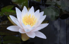 White Hardy water lily: Walter Pagels