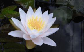 White Hardy water lily: Walter Pagels