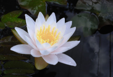 Closeup shot of Walter Pagels water lily