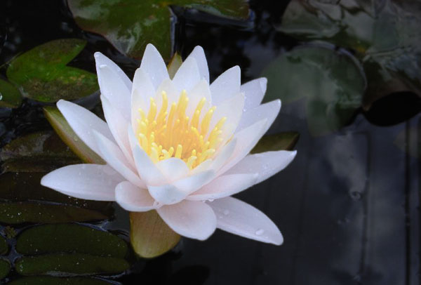 Walter Pagels water lily, White water lilies, Hardy water lilies