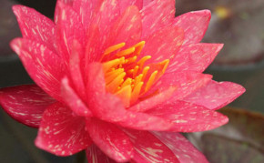 Aquatic plants: Orange Hardy Water Lilies: Wanvisa