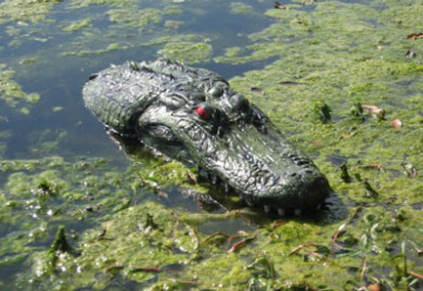 Pond & Garden Protection: Floating Gator - Pond Maintenance