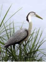 Pond & Garden Protection: Heron, Great Blue - Pond Maintenance