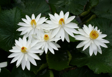 White Nightblooming tropical water lily