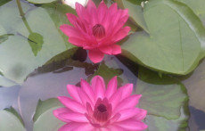 Red Tropical night blooming water lily: Antares