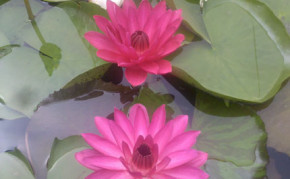 Red Tropical night blooming water lily: Antares 