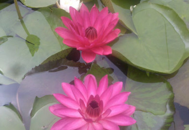 Red night blooming tropical, night blooming water lily