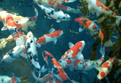 Colorful koi fish swimming in pond.