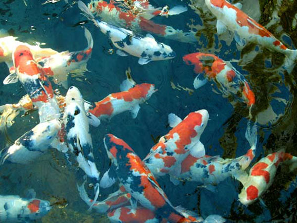 How many koi can i have in my pond, pond care