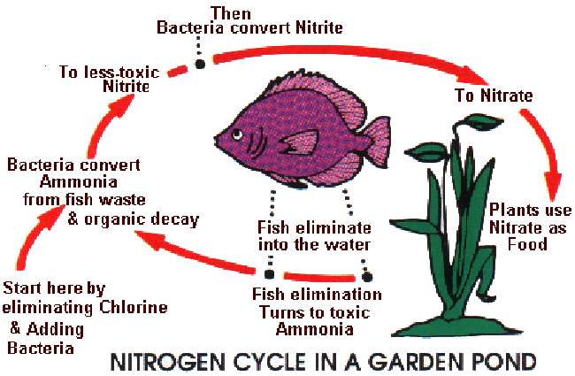 Nitrogen-cycle-in-a-pond,pond-care,pond-maintenance