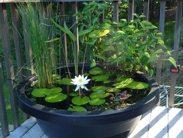 Small container water garden, small ponds