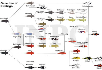 Koi Classifications, colors and terms