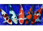 How do you determine the value of a Koi?