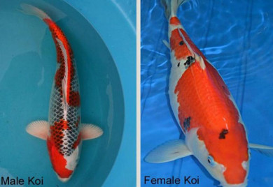 Male Koi, Female Koi, Sexing Koi