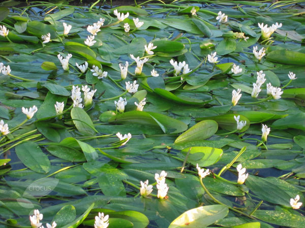 Water Hawthorne, Aponogeton distachyos, winter pond plant