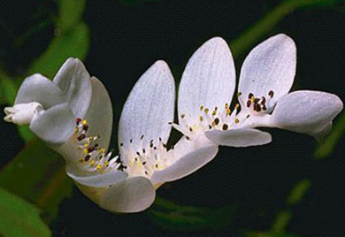 White flower with dark stamens.