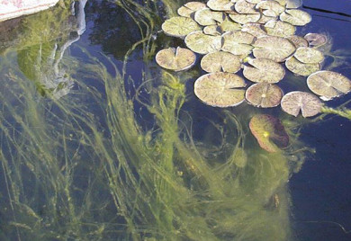 String Algae, how to get rid of string algae, algae control