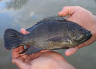 Tilapia are good for aquaponics and ponds