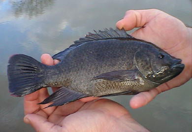 talapia mozambique, talapia for sale Los Angeles, aquaponics