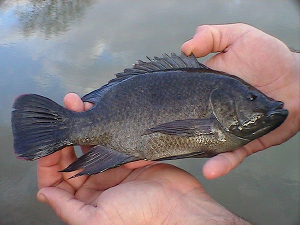 tilapia feeds for koi